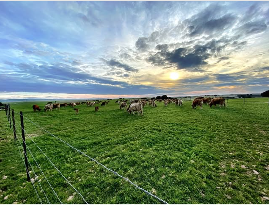 finca las hoyas vacas en Prado